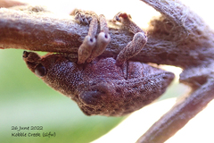 Gonipterus platensis