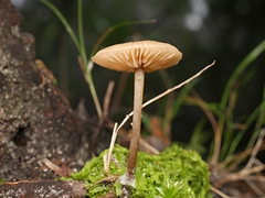 Entoloma readiae