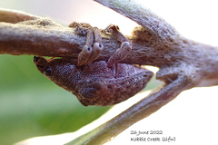 Gonipterus platensis