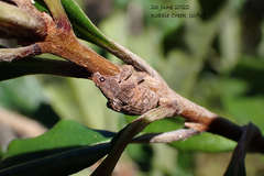 Gonipterus platensis