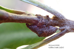 Gonipterus platensis