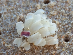 Muricoidea