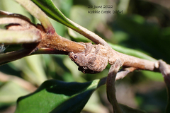 Gonipterus platensis