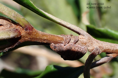 Gonipterus platensis