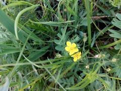 Sibbaldianthe bifurca