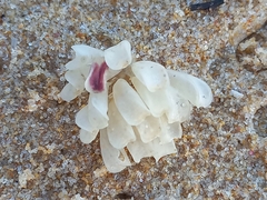 Muricoidea