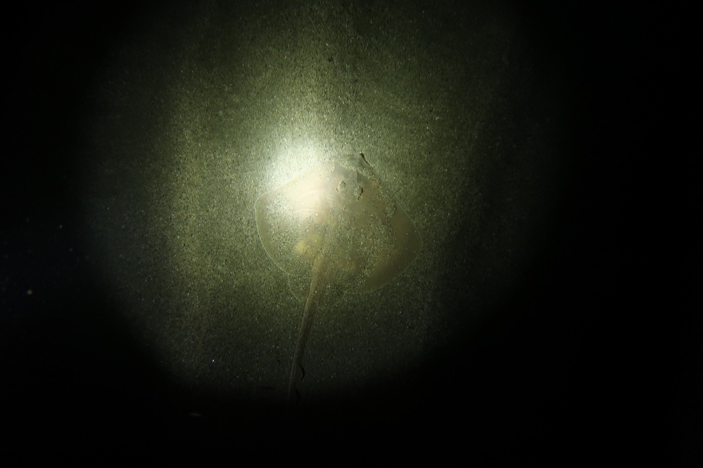 Sandy ray (Leucoraja circularis) — Rajidae