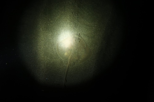 Sandy ray (Leucoraja circularis) — Rajidae