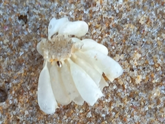 Muricoidea