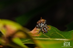 Phidippus workmani