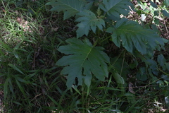 Solanum chrysotrichum
