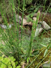 Equisetum ramosissimum
