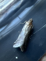 Acrobasis suavella