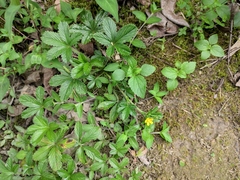 Potentilla kleiniana
