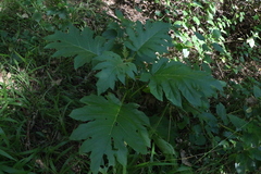 Solanum chrysotrichum