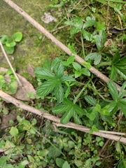 Potentilla kleiniana