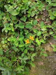 Lysimachia congestiflora
