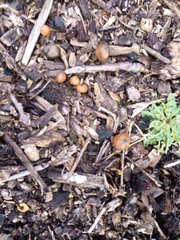 Psilocybe subaeruginosa