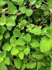 Lysimachia congestiflora