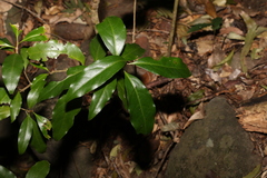 Actephila mooreana