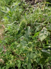 Clinopodium chinense
