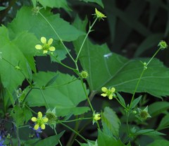 Geum × catlingii