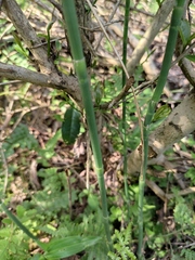 Equisetum ramosissimum