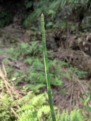 Equisetum ramosissimum