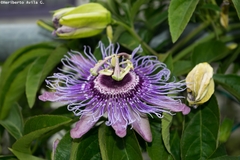 Passiflora