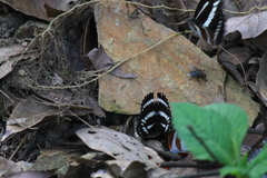 Limenitis sulpitia