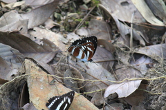 Limenitis sulpitia