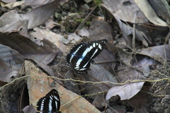 Limenitis sulpitia