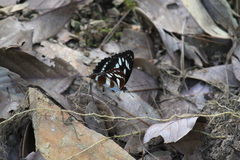 Limenitis sulpitia