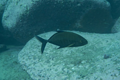 Ferdauia orthogrammus