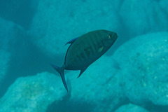 Ferdauia orthogrammus