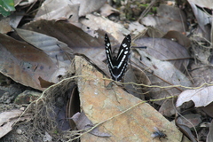 Limenitis sulpitia