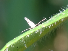 Argyresthia austerella