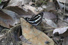 Limenitis sulpitia