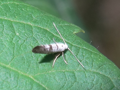 Argyresthia austerella