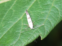 Argyresthia austerella
