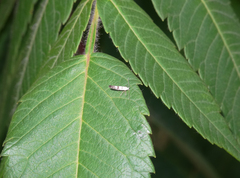 Argyresthia austerella
