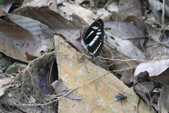 Limenitis sulpitia