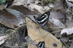 Limenitis sulpitia