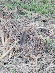 Thomomys bulbivorus