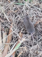 Thomomys bulbivorus