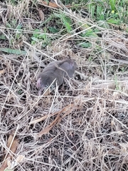 Thomomys bulbivorus
