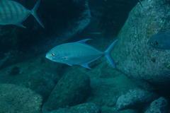 Ferdauia orthogrammus