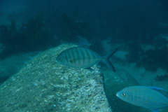 Ferdauia ferdau