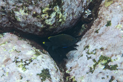 Plectroglyphidodon apicalis