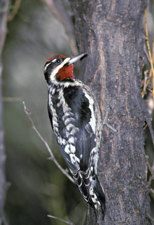 Red-naped Sapsucker